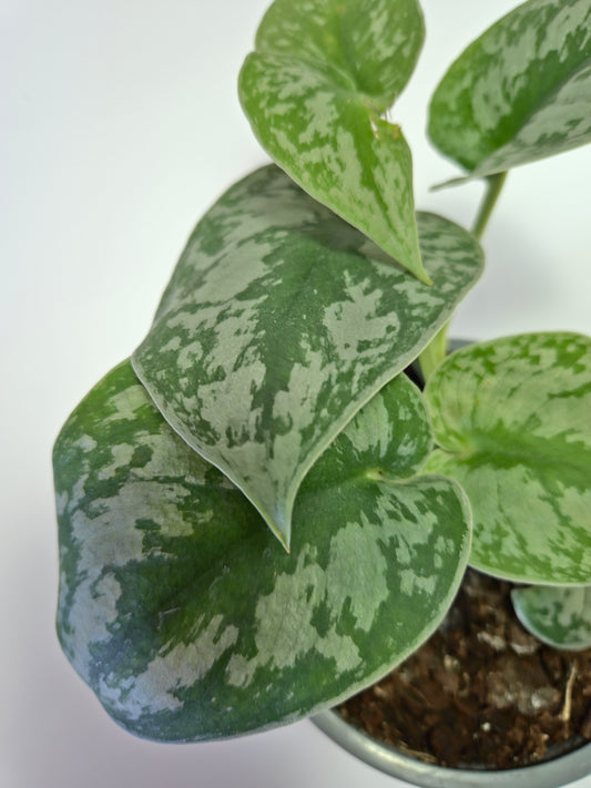 Scindapsus pictus 'Exotica'