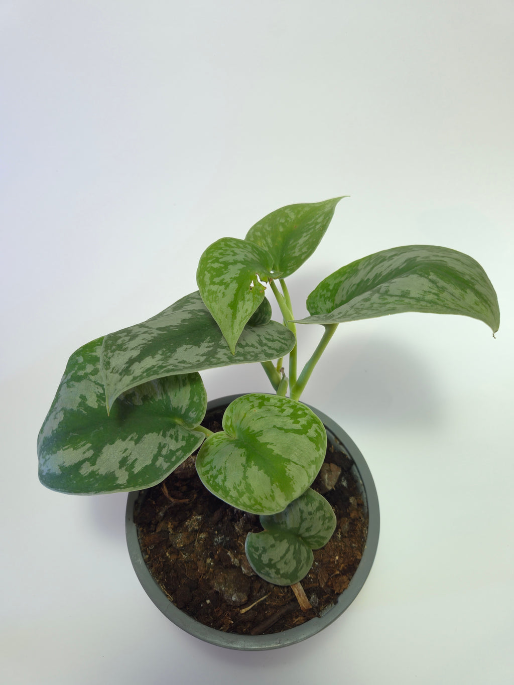 Scindapsus pictus 'Exotica'
