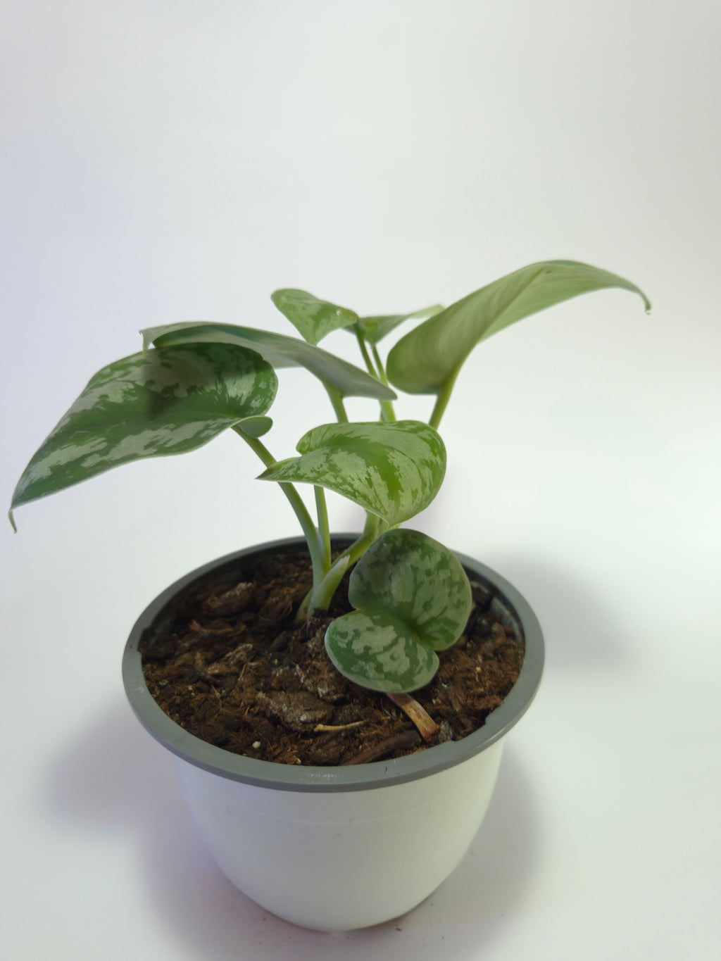 Scindapsus pictus 'Exotica'