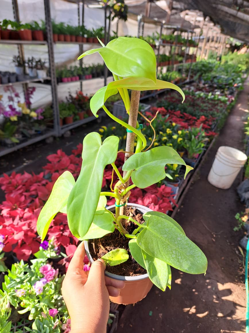 Philodendron Bipennifolium Aurea