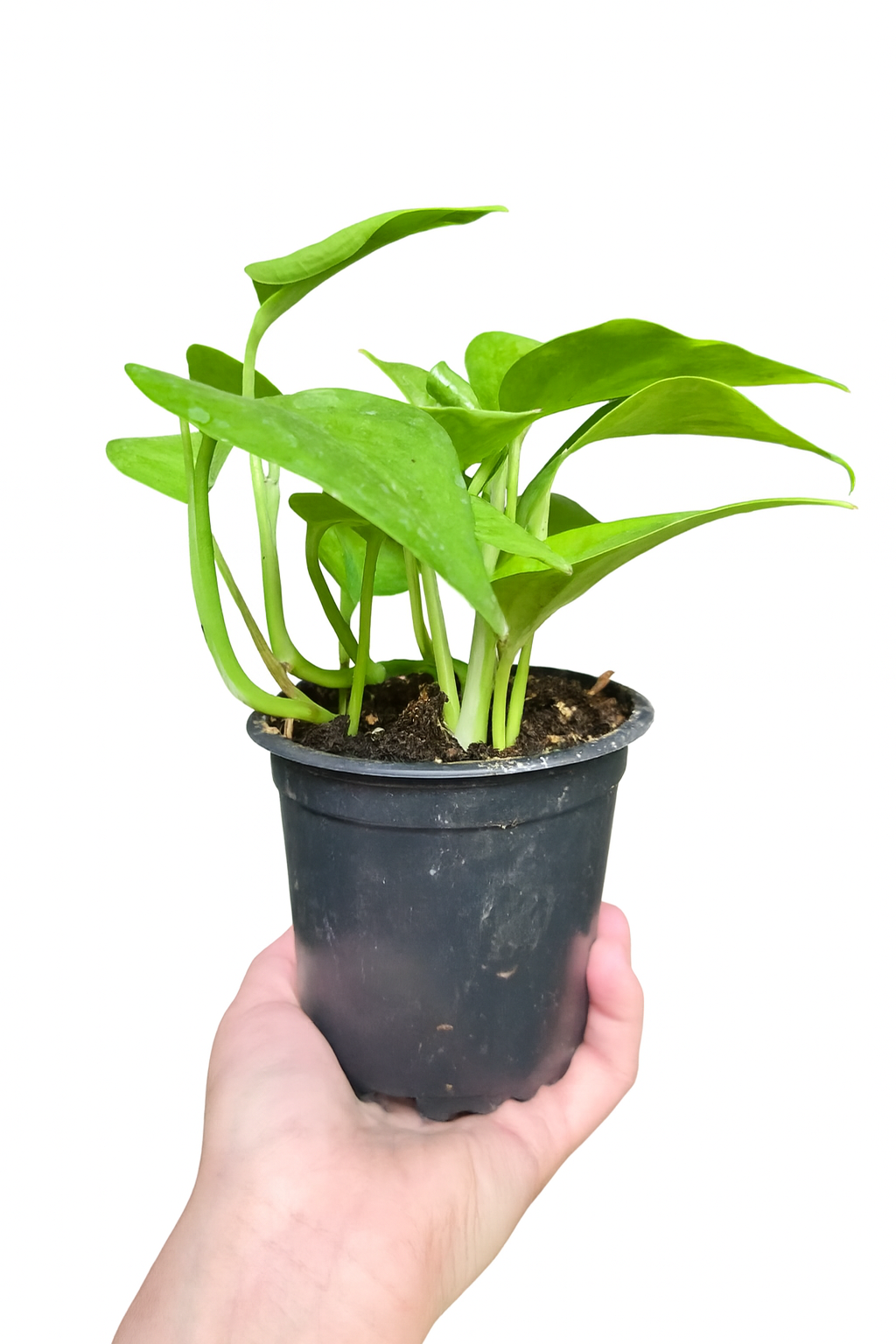 Pothus Golden (Epipremnum aureum)