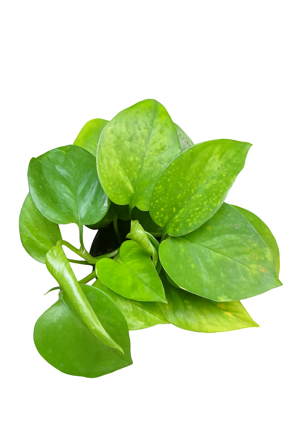 Pothus Golden (Epipremnum aureum)