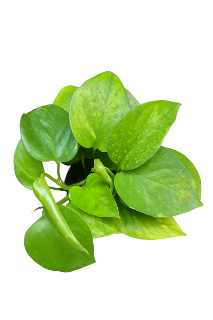 Pothus Golden (Epipremnum aureum)