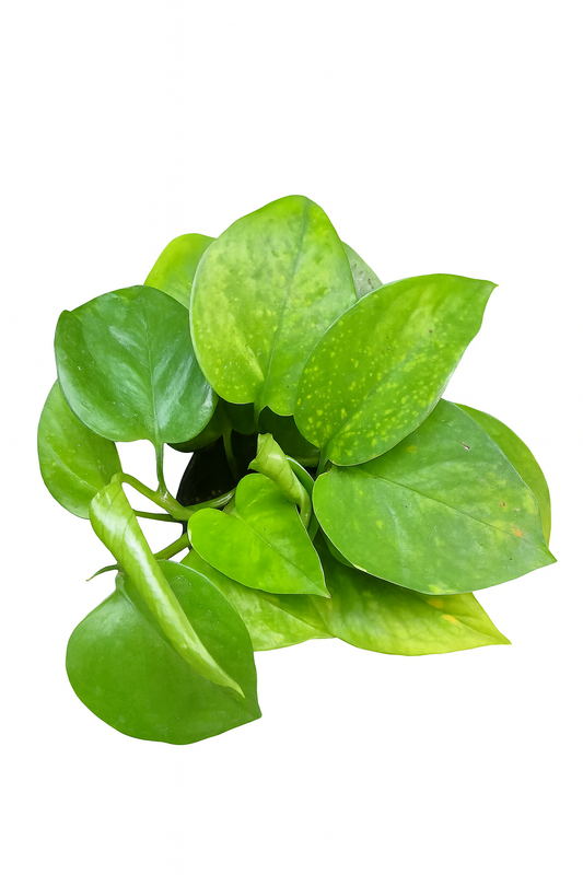 Pothus Golden (Epipremnum aureum)