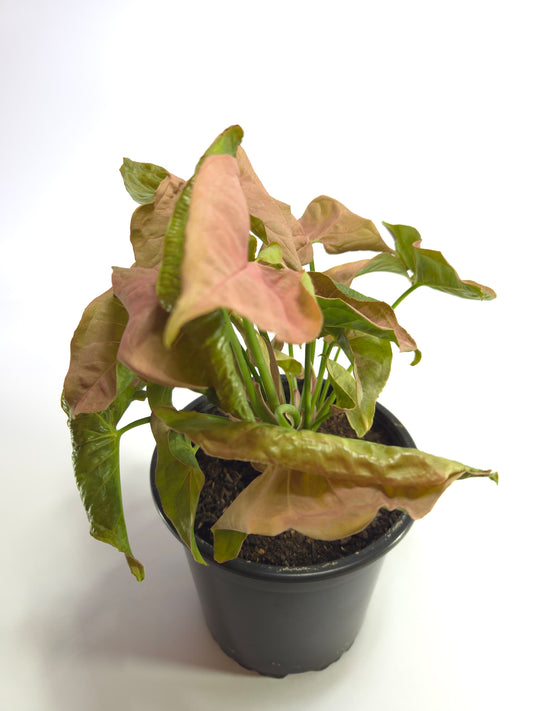 Singonio Rosado grande