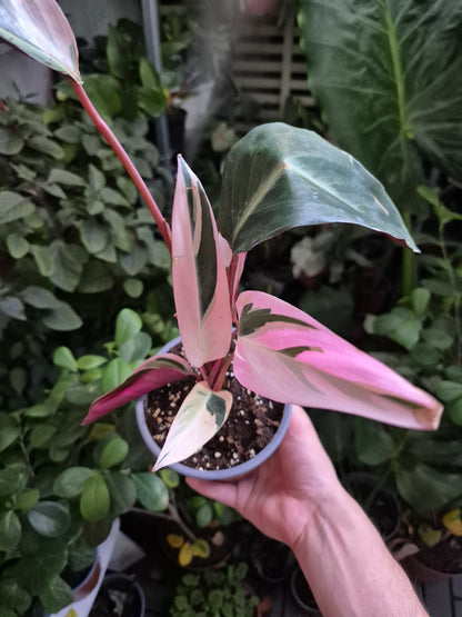 Calathea Stromanthe sanguinea (Stromanthe ‘Triostar’)