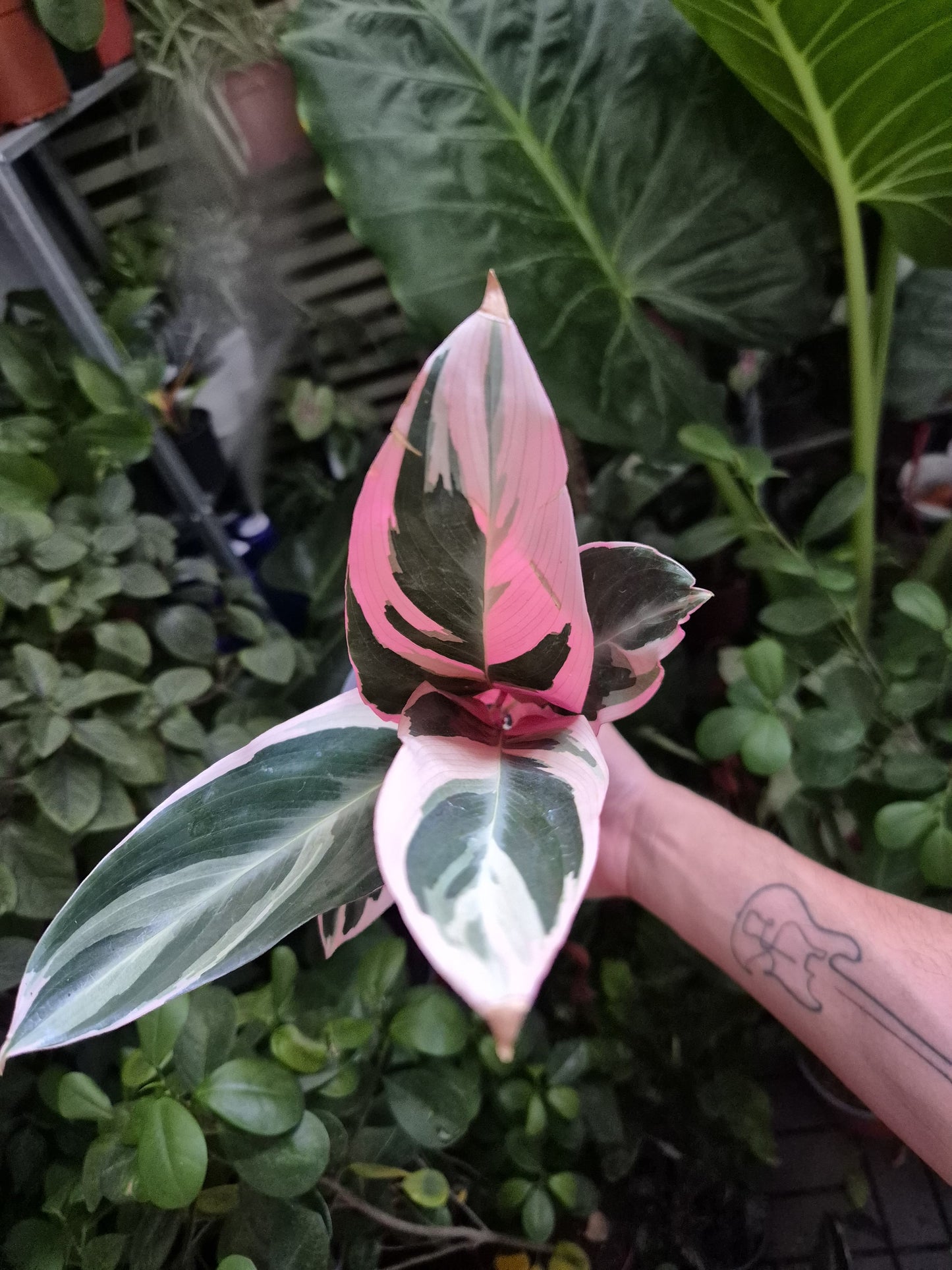Calathea Stromanthe sanguinea (Stromanthe ‘Triostar’)