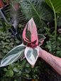 Calathea Stromanthe sanguinea (Stromanthe ‘Triostar’)