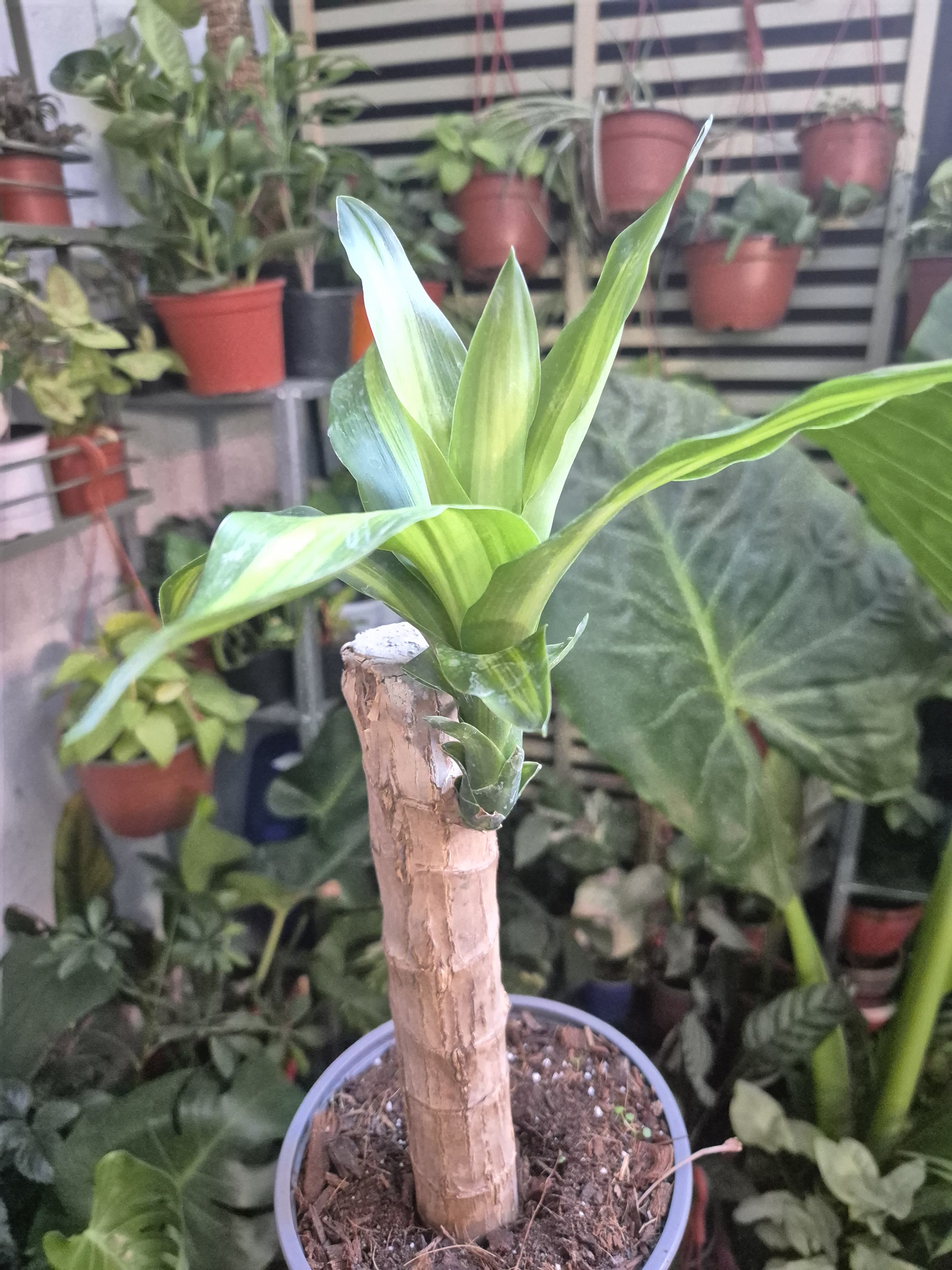 Palo de agua