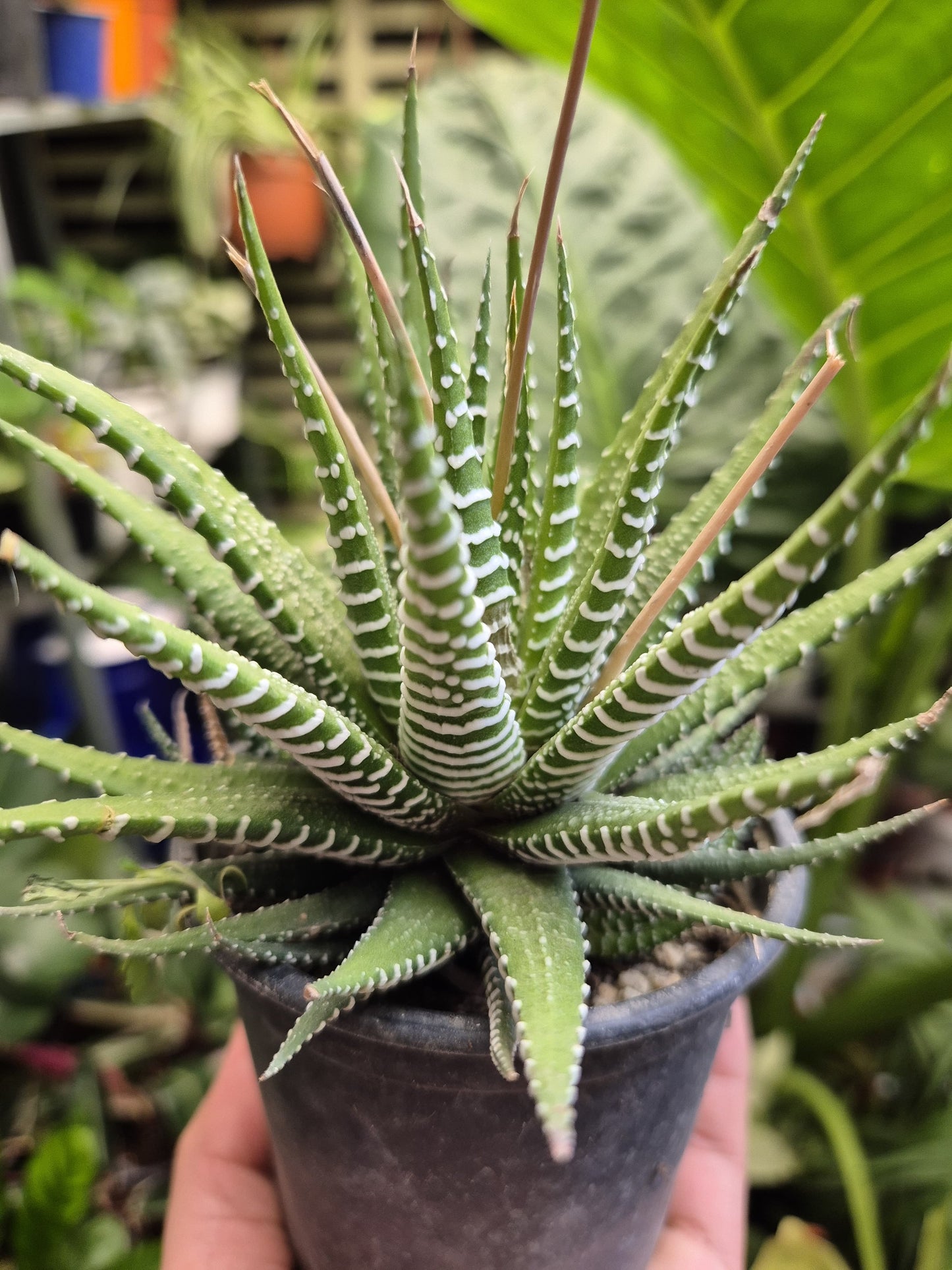 Haworthia (Haworthiopsis attenuata)