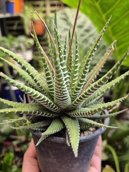 Haworthia (Haworthiopsis attenuata)
