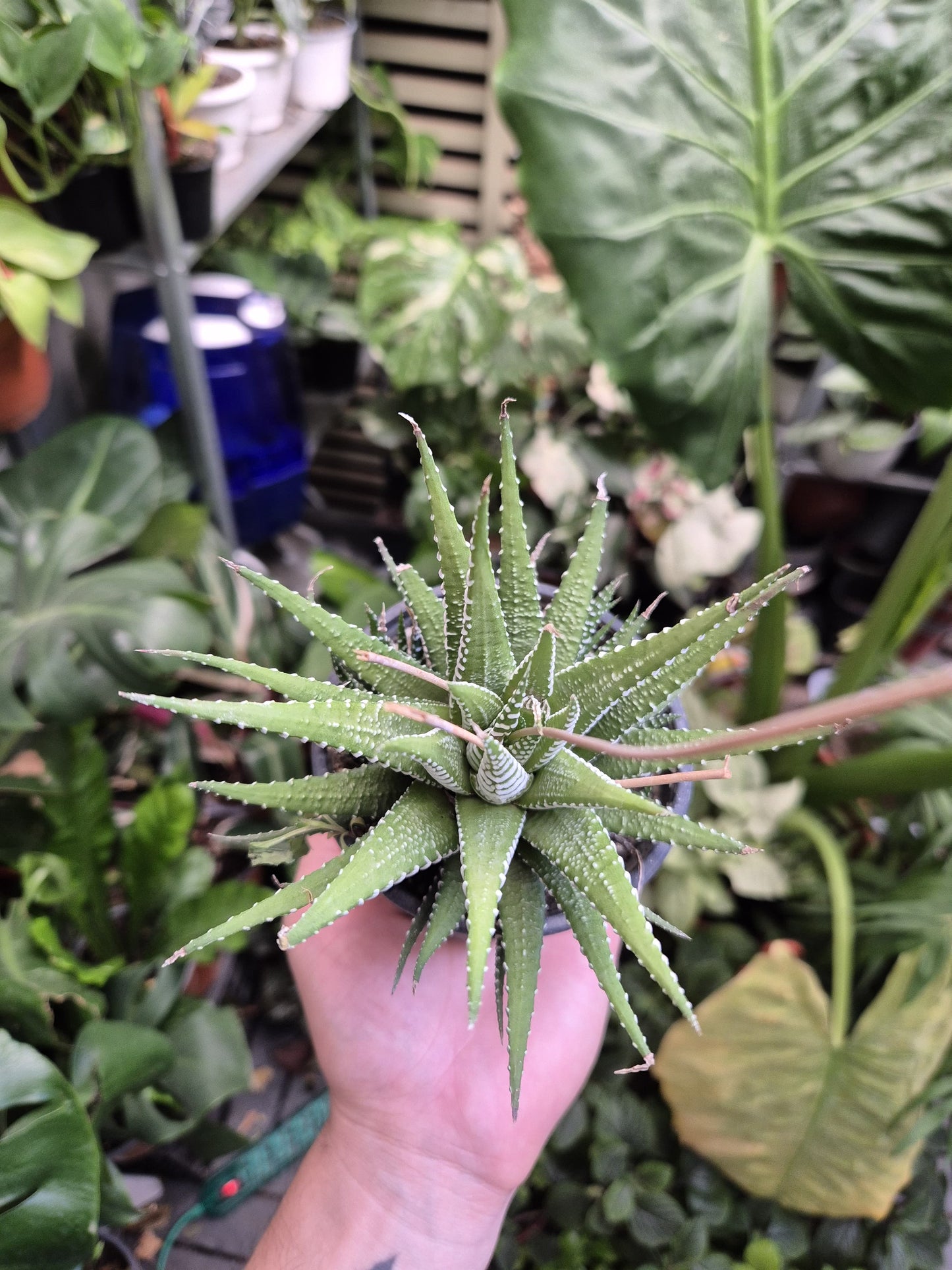 Haworthia (Haworthiopsis attenuata)