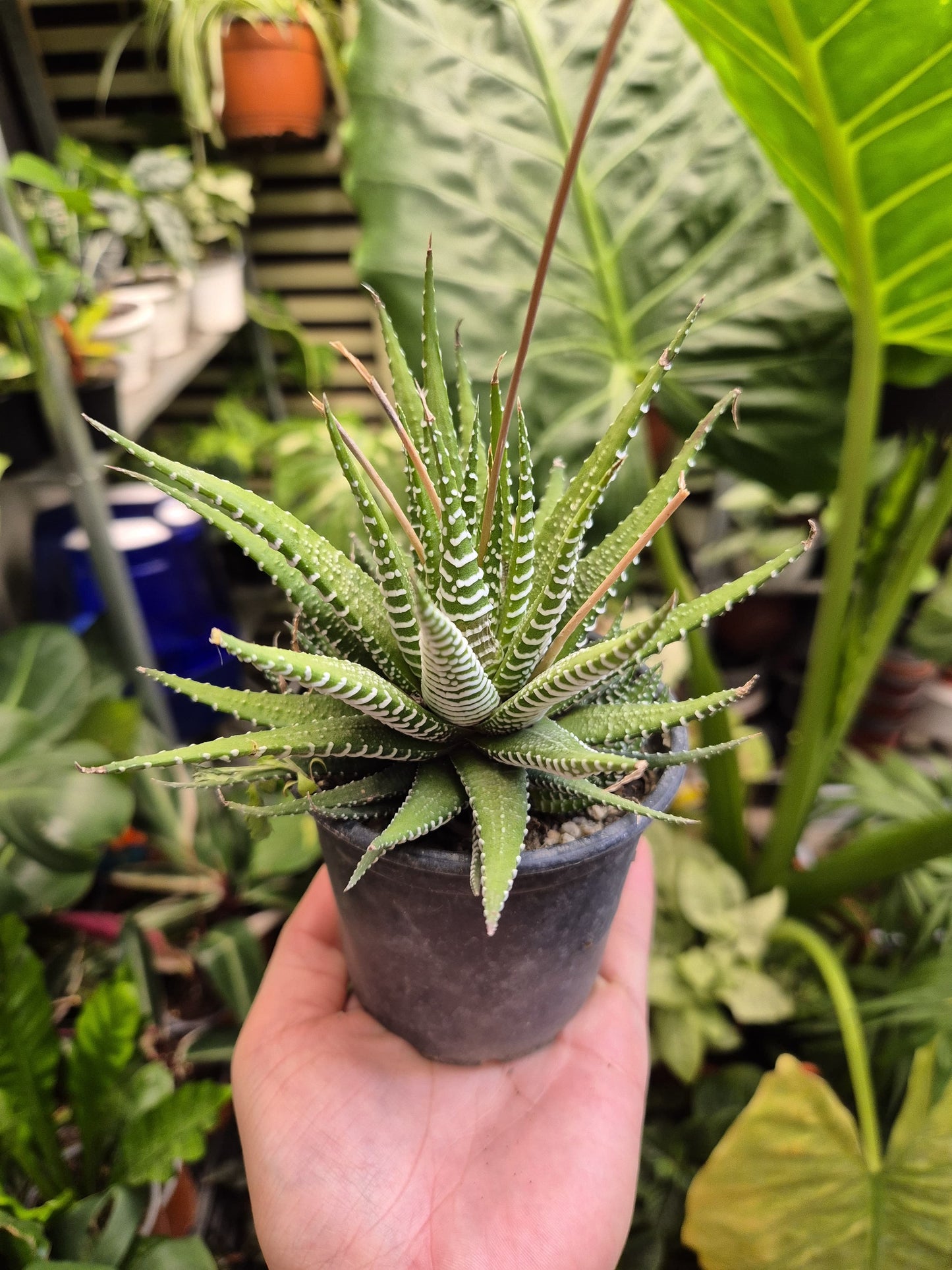 Haworthia (Haworthiopsis attenuata)