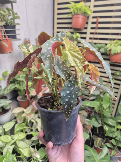Begonia Maculata