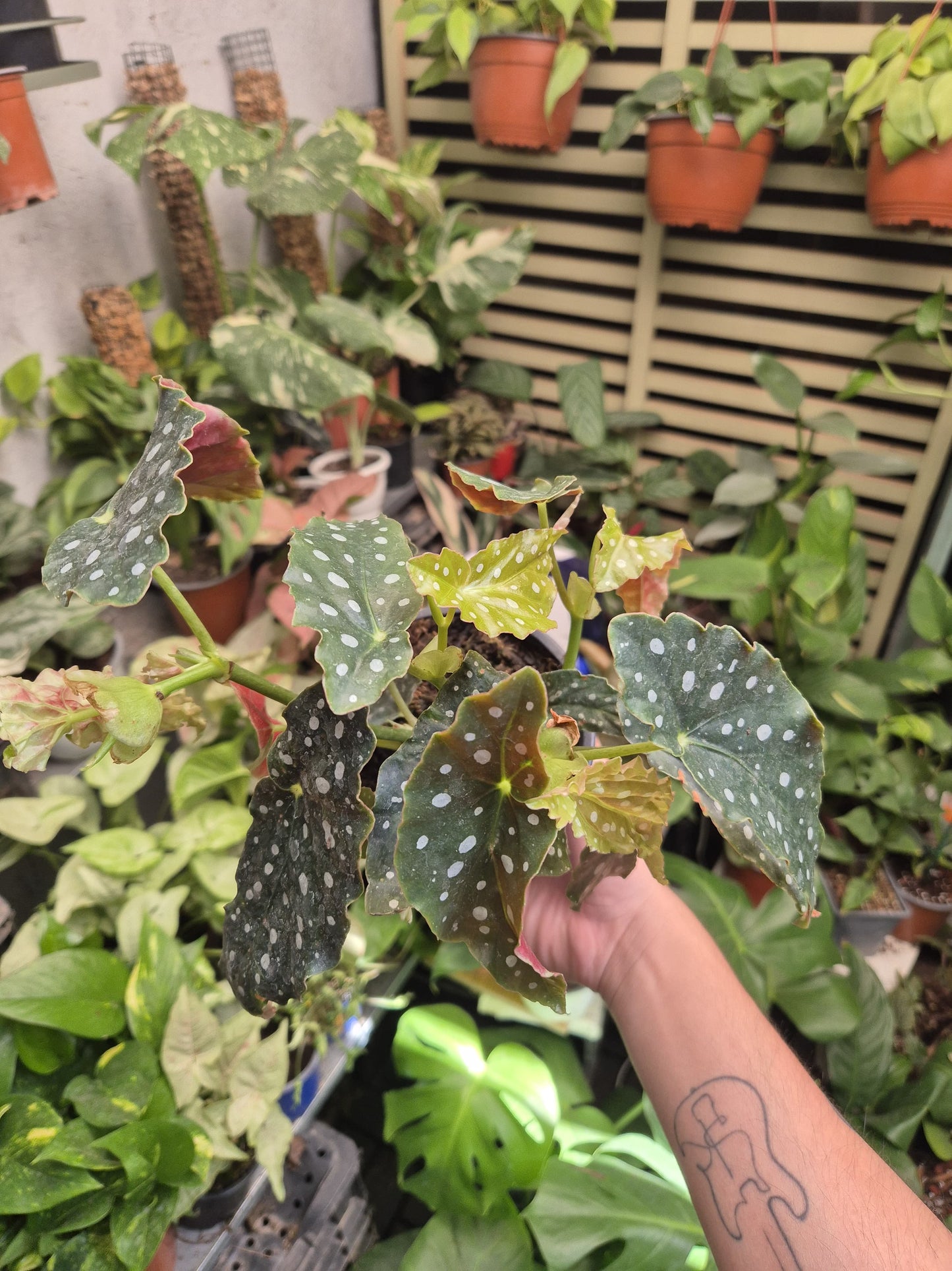 Begonia Maculata