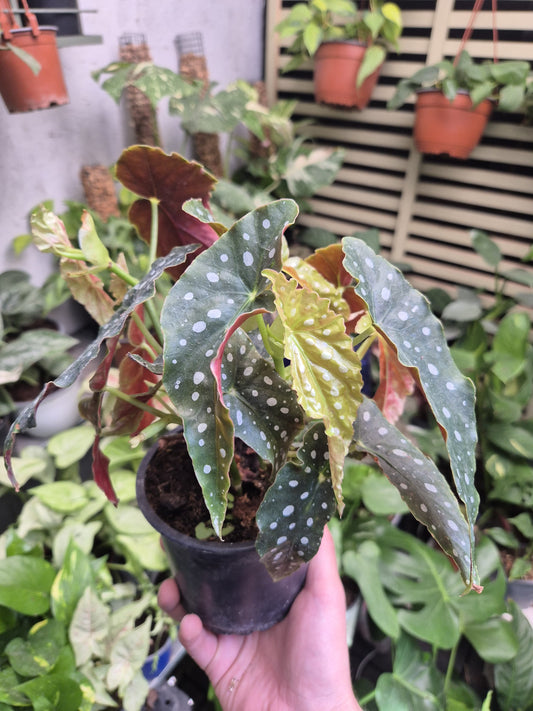 Begonia Maculata