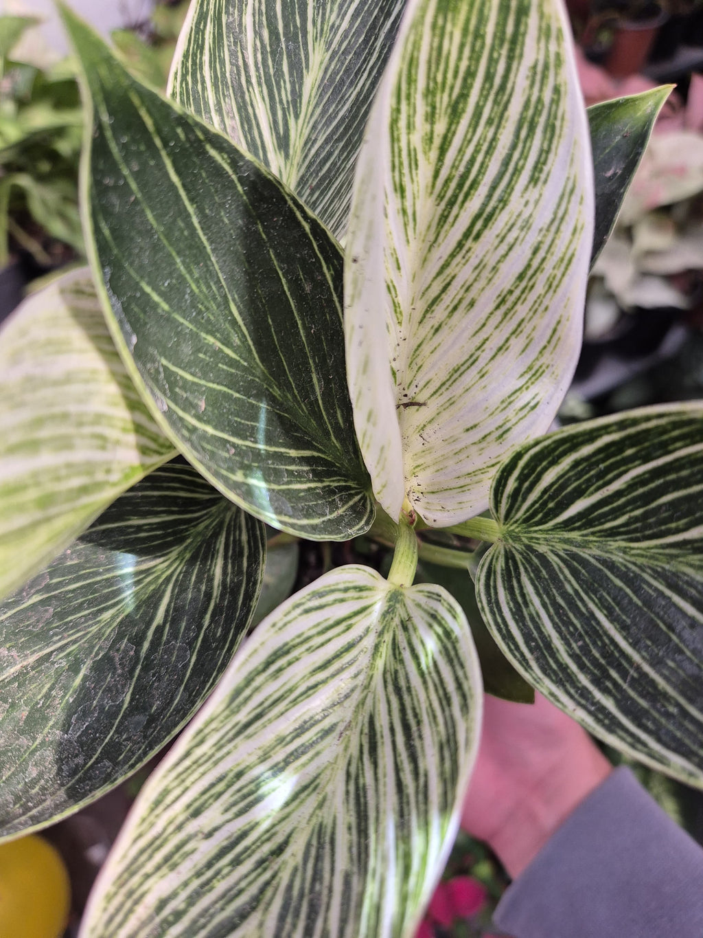 Filodendro Birkin (Philodendron ‘Birkin’