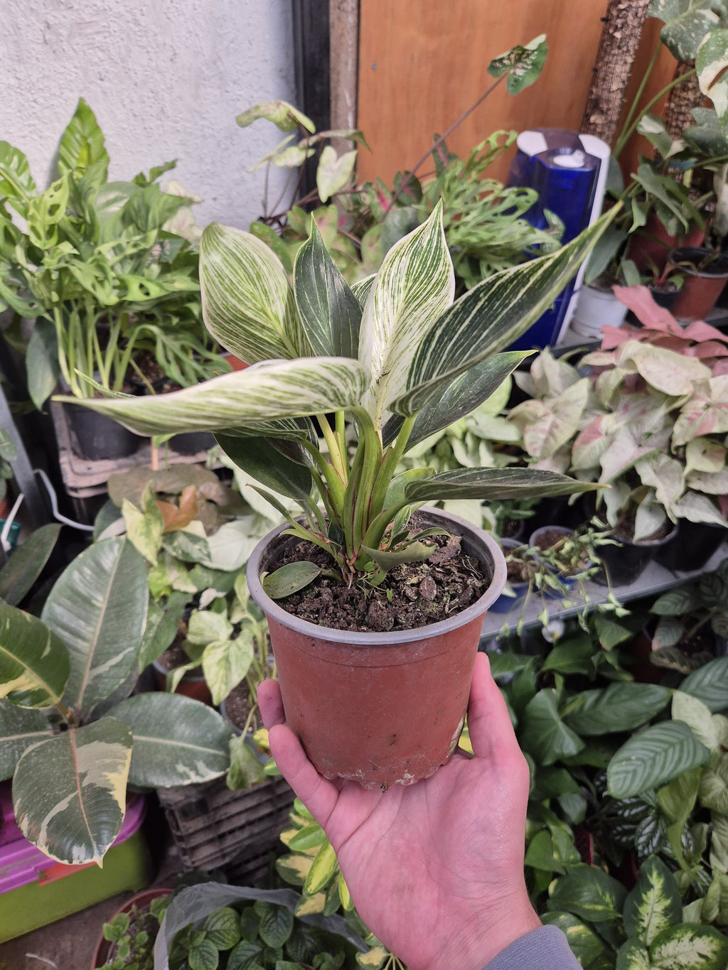 Filodendro Birkin (Philodendron ‘Birkin’