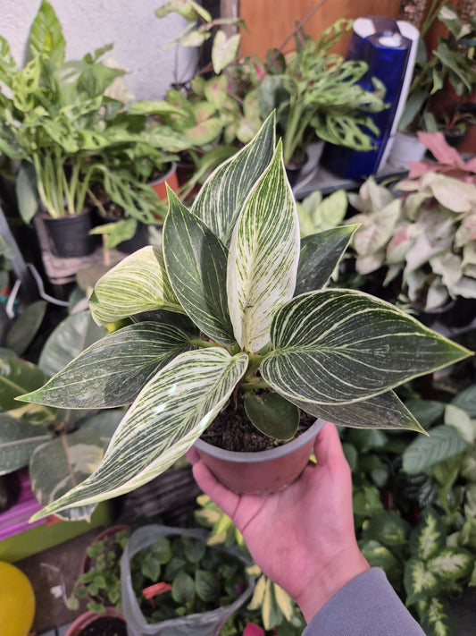 Filodendro Birkin (Philodendron ‘Birkin’