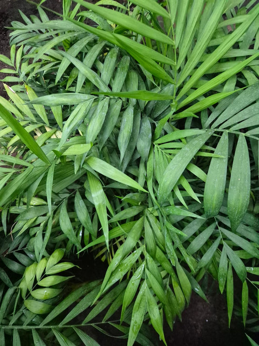 Palmera Chamaedorea XL