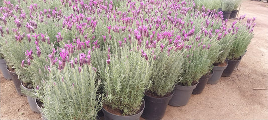 Lavanda Stoechas XL