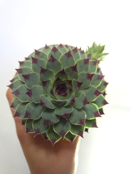 Sempervivum Calcareum (Uña de señorita)