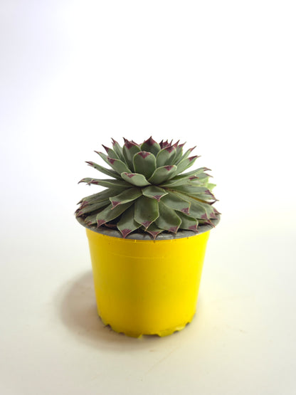 Sempervivum Calcareum (Uña de señorita)