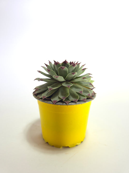 Sempervivum Calcareum (Uña de señorita)