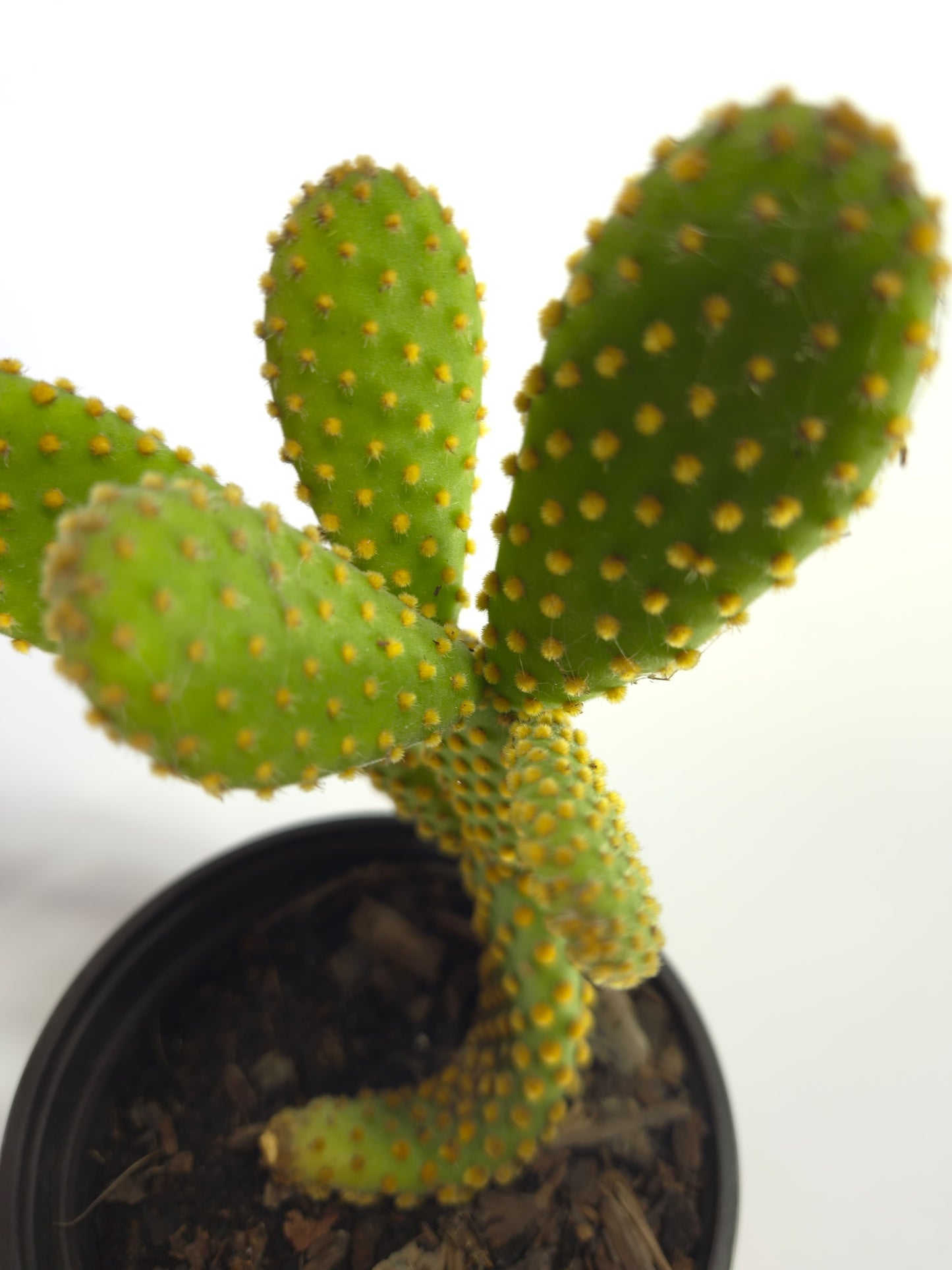 Cactus mickey mouse  (Opuntia Microdasys)