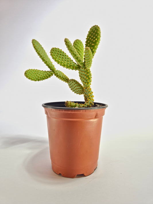 Cactus mickey mouse  (Opuntia Microdasys)