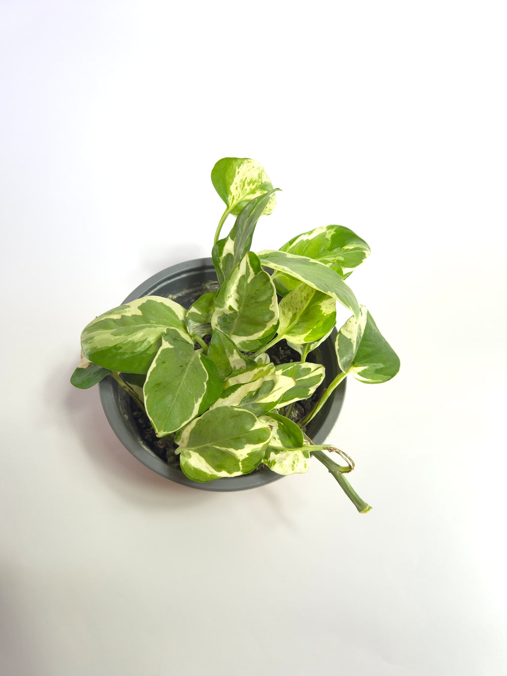 Pothos N'Joy
