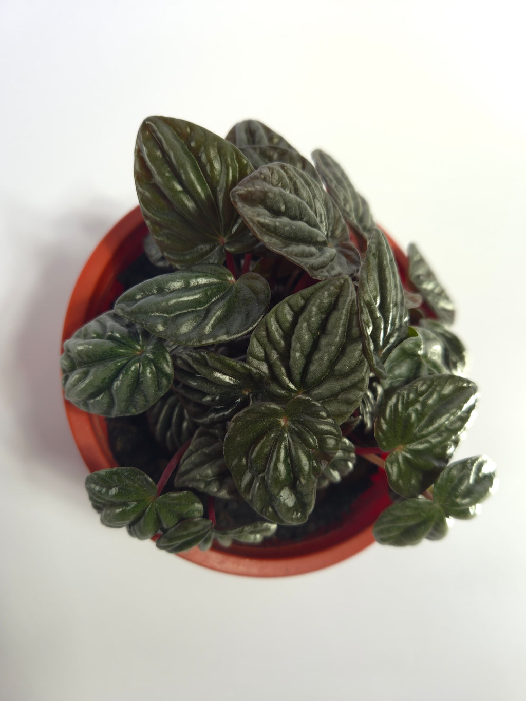Peperomia Caperata