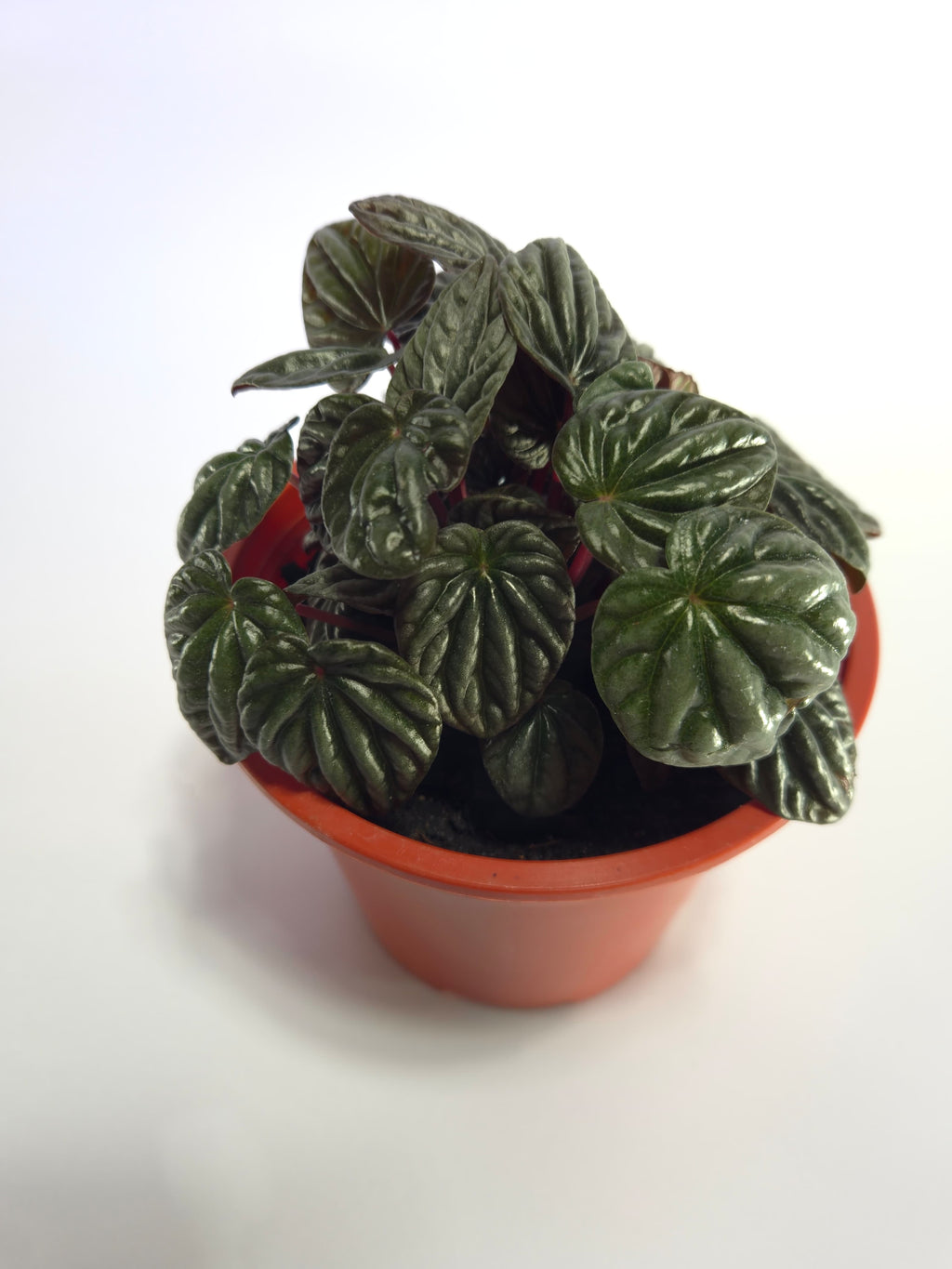 Peperomia Caperata