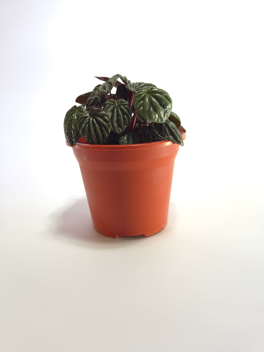 Peperomia Caperata