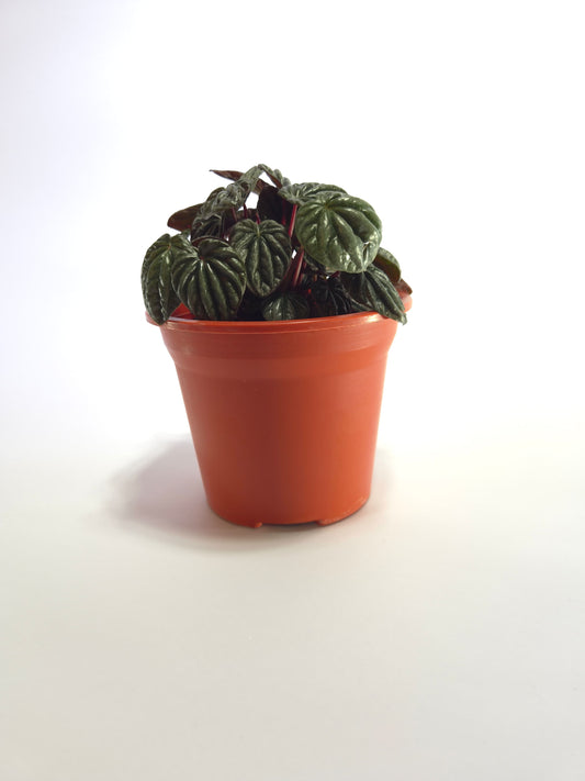 Peperomia Caperata