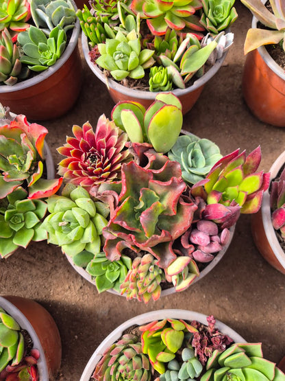 Suculenta MIx maceta paila