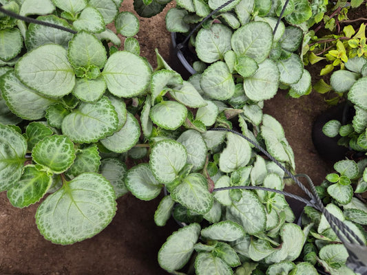 Dolar blanco maceta bowl