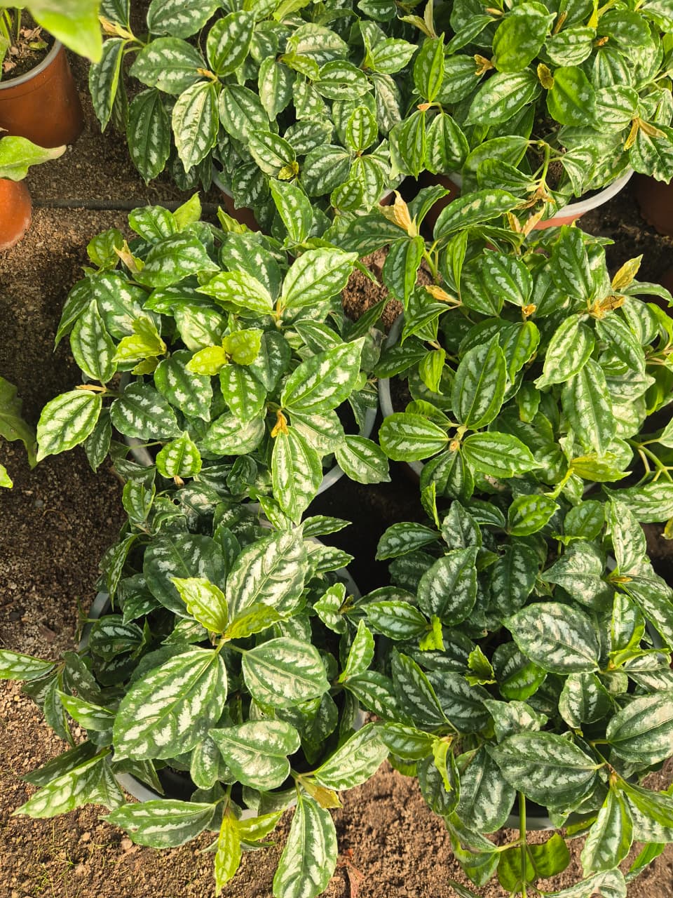 Pilea Cadierei