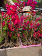 Bugambilia Fucsia XL (1.10 cm)