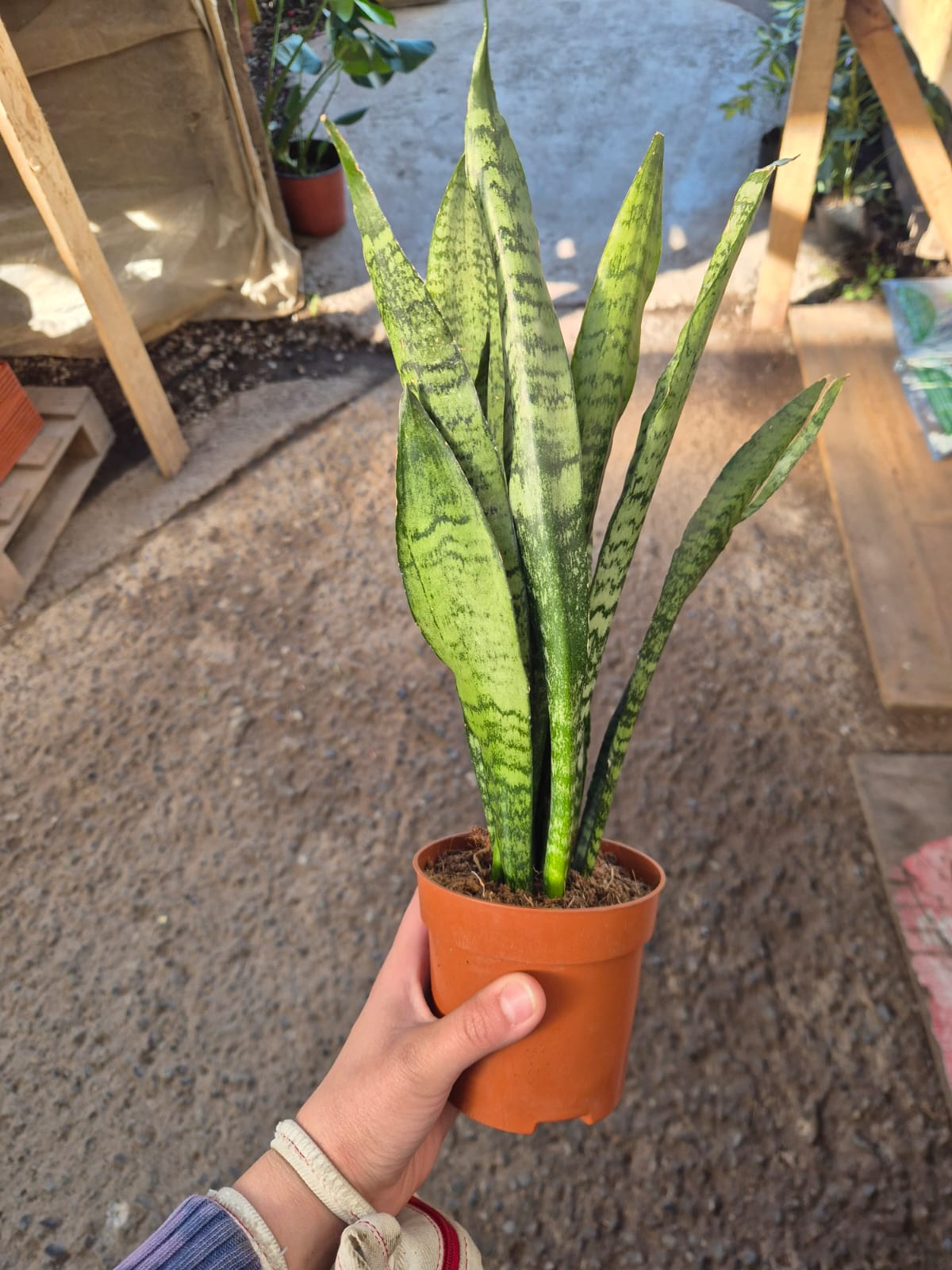 Sansevieria Zeylanica