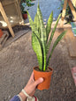 Sansevieria Zeylanica