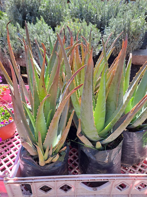 Aloe Vera