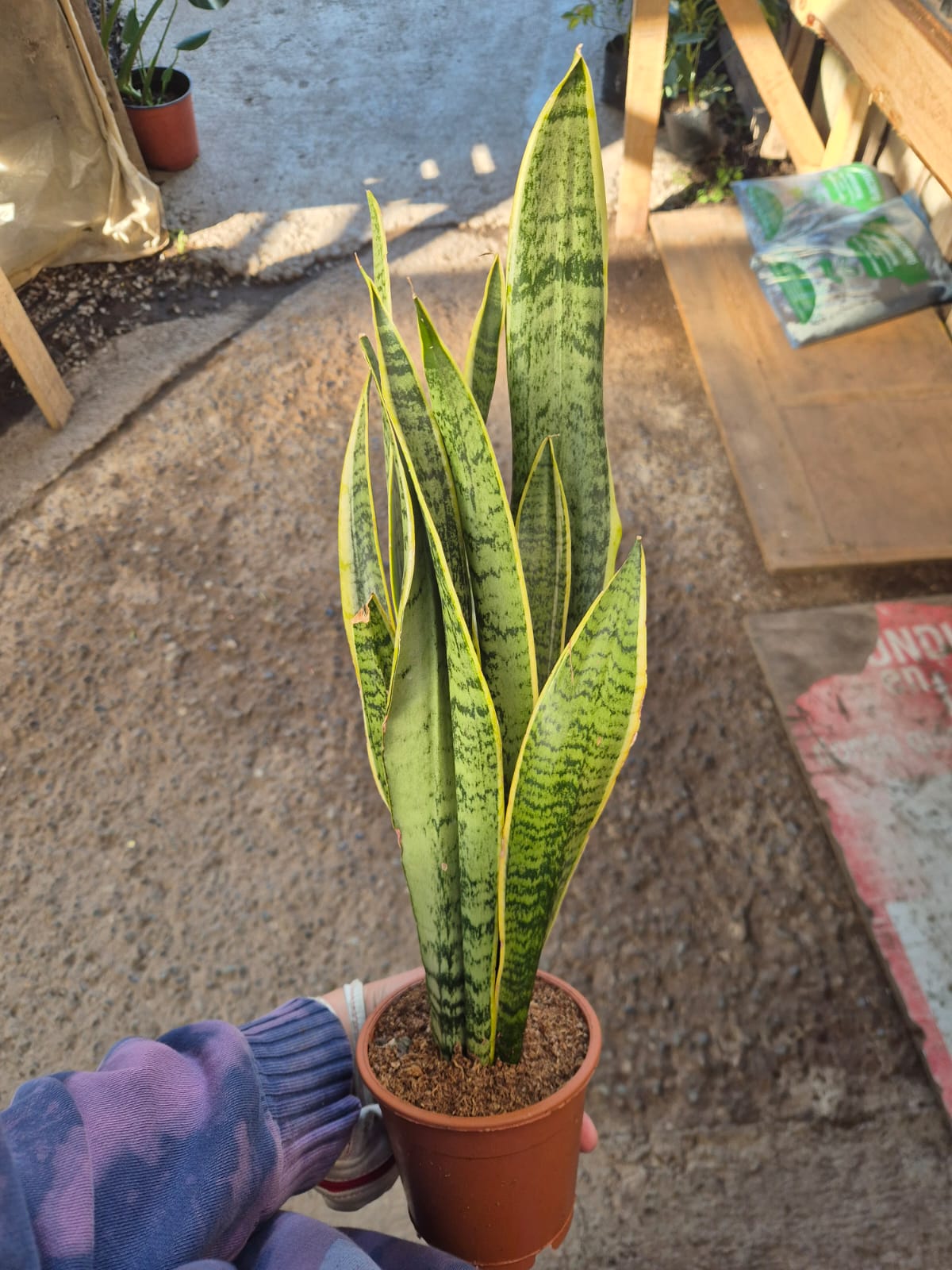 Sansevieria Laurentii