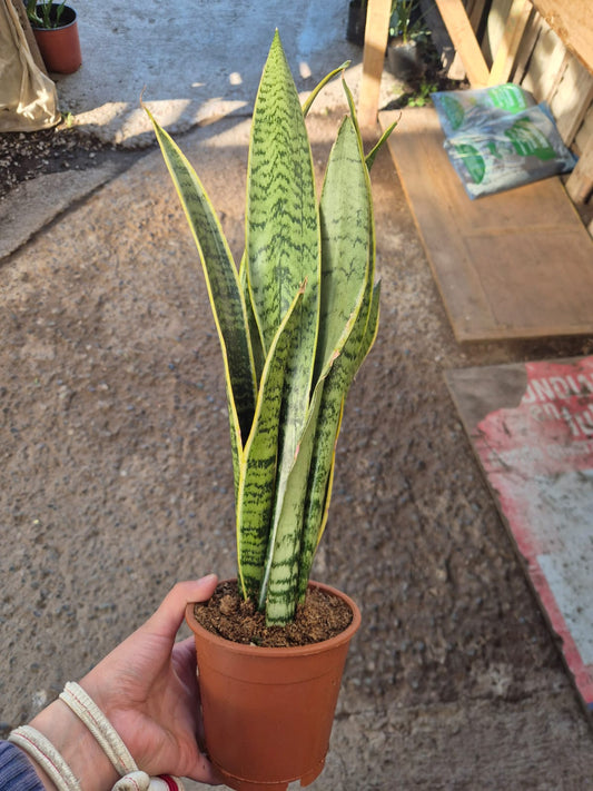 Sansevieria Laurentii