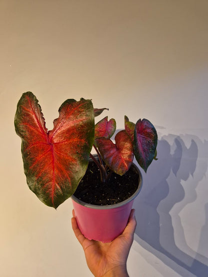 Caladium