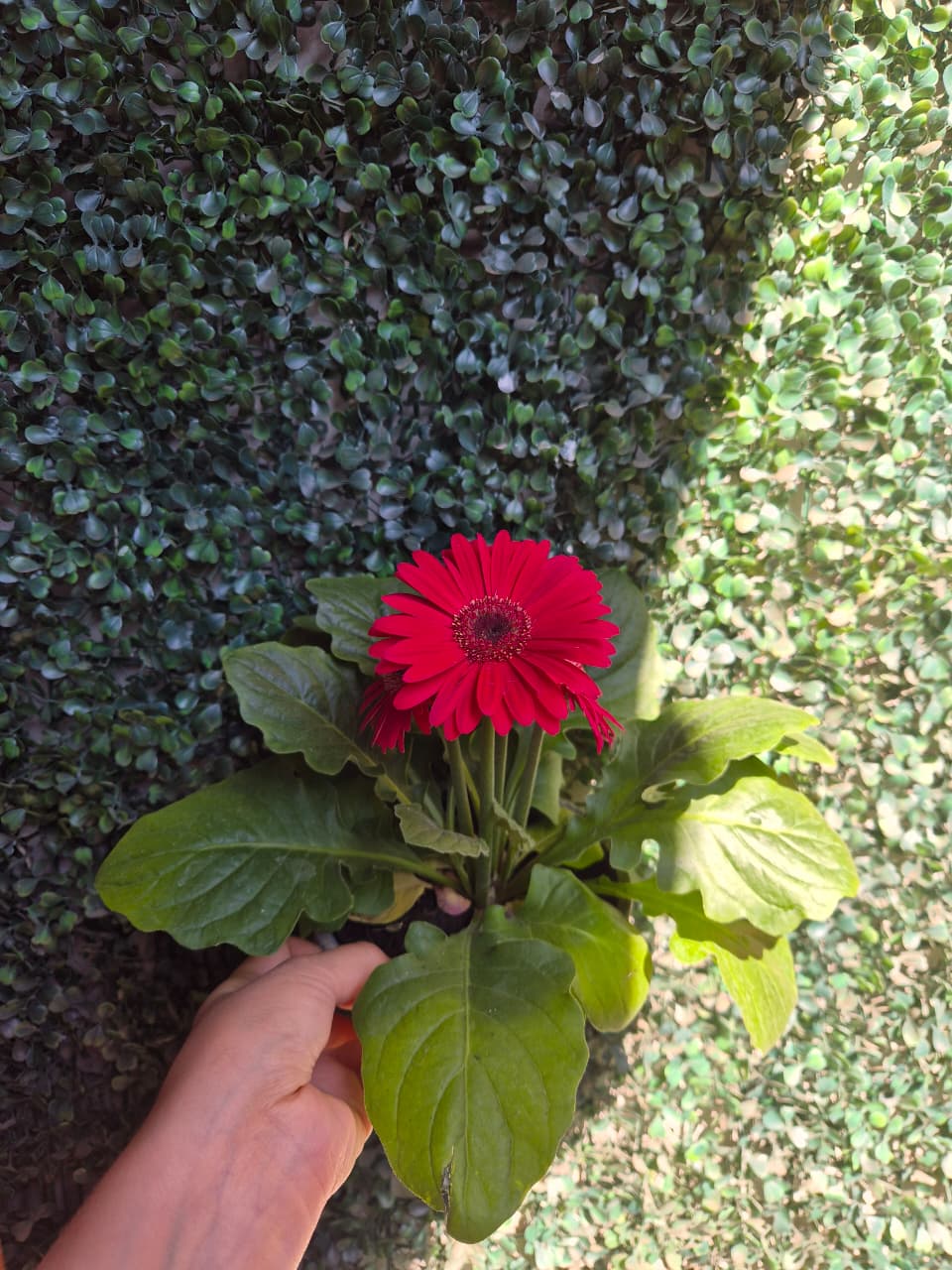 Gerbera en maceta