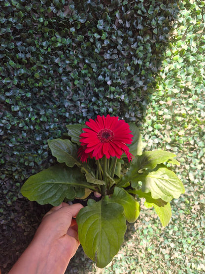 Gerbera en maceta