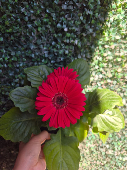 Gerbera en maceta