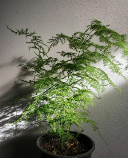 Helecho Plumoso (Asparagus setaceus)