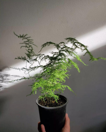 Helecho Plumoso (Asparagus setaceus)